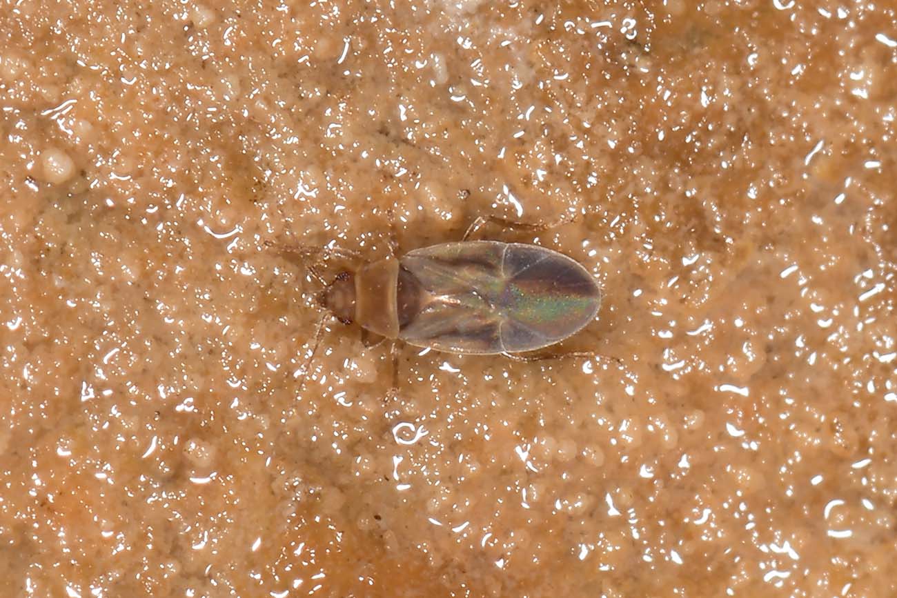 Dipsocoridae: Cryptostemma (Cryptostemma) sp.